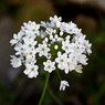 Allium_neapolitanum_1a_Joe_H.jpg
