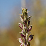 Anacamptis_sancta_1a_Joe_H.jpg