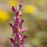 Anacamptis_sancta_8b_Joe_H.jpg