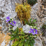 Campanula_laciniata_1a_Joe_H.jpg