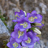 Campanula_laciniata_2a_Joe_H.jpg
