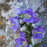 Campanula_laciniata_3b_Joe_H.jpg