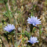 Cichorium_intybus_1a_Joe_H.jpg