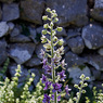 Delphinium_staphisagria_1a_Joe_H.jpg