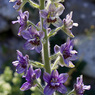 Delphinium_staphisagria_1b_Joe_H.jpg