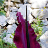 Dracunculus_vulgaris_1b_Joe_H.jpg