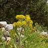 Ferula_communis_1a_Joe_H.jpg