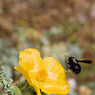 Glaucium_flavum_1a_Joe_H.jpg