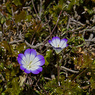Legousia_pentagonica_2a_Joe_H.jpg