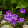 Legousia_pentagonica_3a_Joe_H.jpg