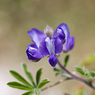 Lupinus_pilosus_Joe_H.jpg