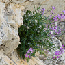 Malcolmia_flexuosa_1a_Joe_H.jpg