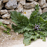 Mandragora_autumnalis_1a_Joe_H.jpg