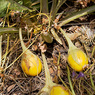 Mandragora_autumnalis_2a_Joe_H.jpg
