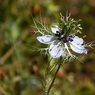 Nigella_damascena_Joe_H.jpg