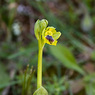 Ophrys_lutea_subsp._galilaea_1a_Joe_H.jpg