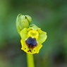Ophrys_lutea_subsp._galilaea_1b_Joe_H.jpg