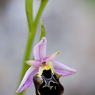 Ophrys_scolopax_1a_Joe_H.jpg