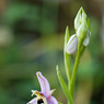 Ophrys_scolopax_1b_Joe_H.jpg