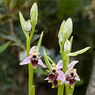 Ophrys_scolopax_subsp._cornuta_1a_Joe_H.jpg