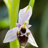 Ophrys_scolopax_subsp._cornuta_1b_Joe_H.jpg