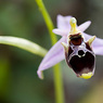 Ophrys_scolopax_subsp._cornuta_2b_Joe_H.jpg