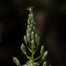Ornithogalum_narbonense_Joe_H.jpg