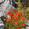 Papaver_rhoeas_Joe_H.jpg