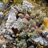 Sedum_acre_Joe_H.jpg