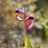 Serapias_parviflora_1a_Joe_H.jpg