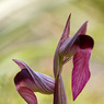 Serapias_parviflora_2a_Joe_H.jpg