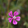 Silene_colorata_1a_Joe_H.jpg