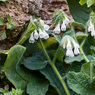 Symphytum_davisii_1a_Joe_H.jpg