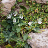 Symphytum_davisii_1b_Joe_H.jpg