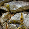 Umbilicus_parviflorus_Joe_H.jpg