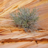 South_Coyote_Buttes_8.jpg