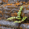 _DSC1245.jpg