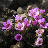 AlpineflowersinAskjacaldera.jpg
