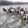 Jacobssheep.jpg