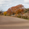Looking_north_towards_Shirburn_Hill_-_mjr.jpg