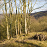 AstonWoodfromBeaconHill.jpg
