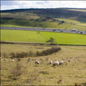 SheepandM40.jpg