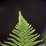 FernPortrait01.jpg