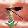 InsectonFernone02.jpg