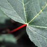 LeafwithRedStem04.jpg