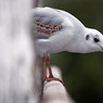 IMG_6438-01.jpg