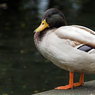 IMG_6450-01.jpg