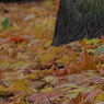 IMG_6479-01.jpg