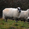 DSC_0523_web.jpg