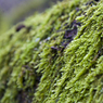 MossOnTree_ams.jpg